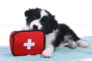 join our nationwide pet first aid instructors